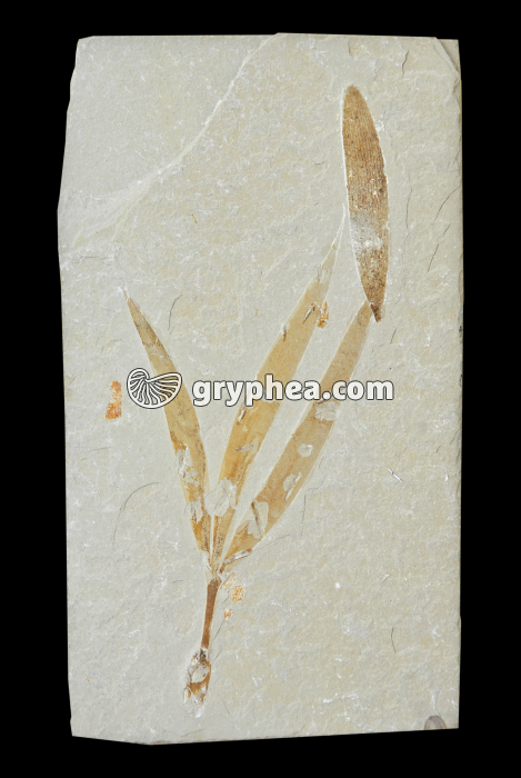 Sapindopsis (Liban, Nammoura) - gryphea.com